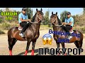 ПРОКУРОР ~ АЛАЙДЫН АТЫ 🐎 УЛАГЫ 💯% ВОЗВРАТ БАР ДЕЙТ АТКА😱