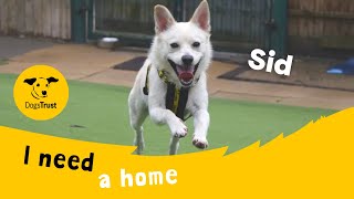 Sid the super Crossbreed | Dogs Trust West London