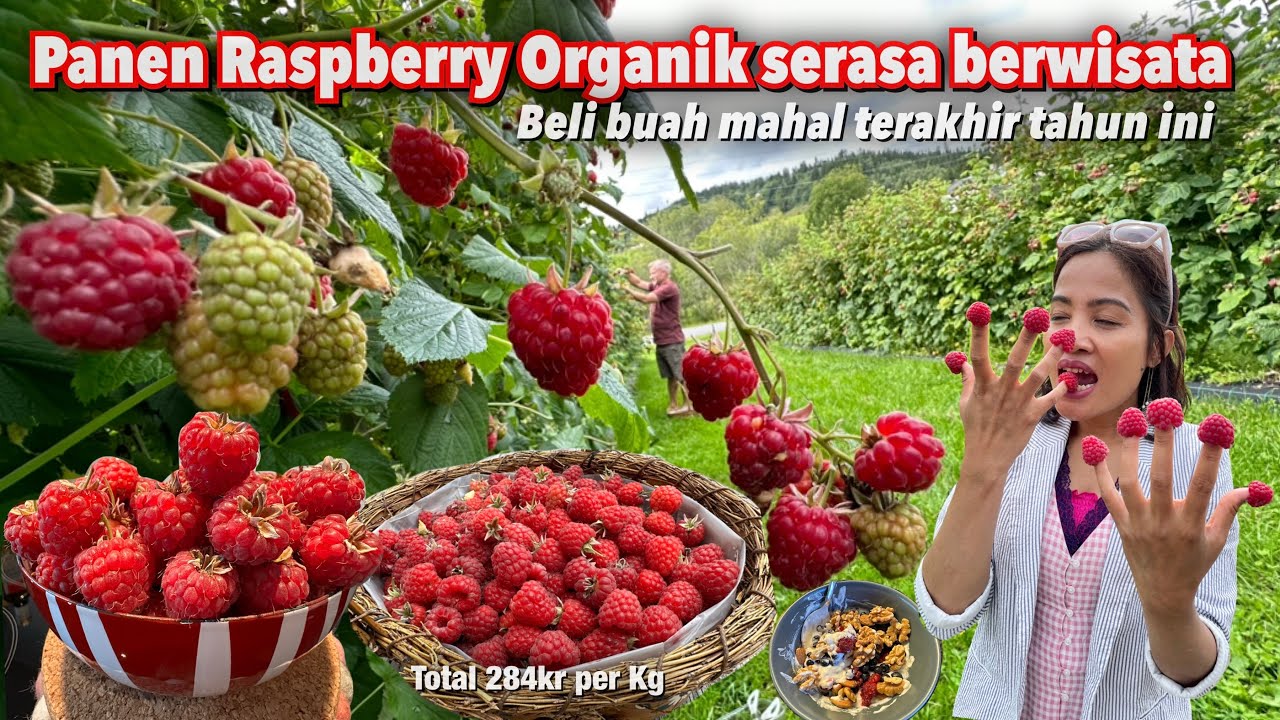 PANEN BUAH RASPBERRY ORGANIK JUMBO DI HALAMAN RUMAH TERASA BERWISATA ...