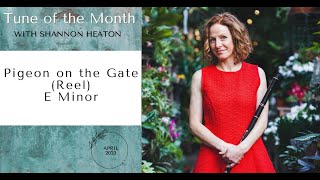 Pigeon on the Gate [Reel] - Tune of the Month with Shannon Heaton