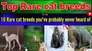 Rare Cat Breeds with Extraordinary Characteristics || Rare cat breeds you've probably never heard of