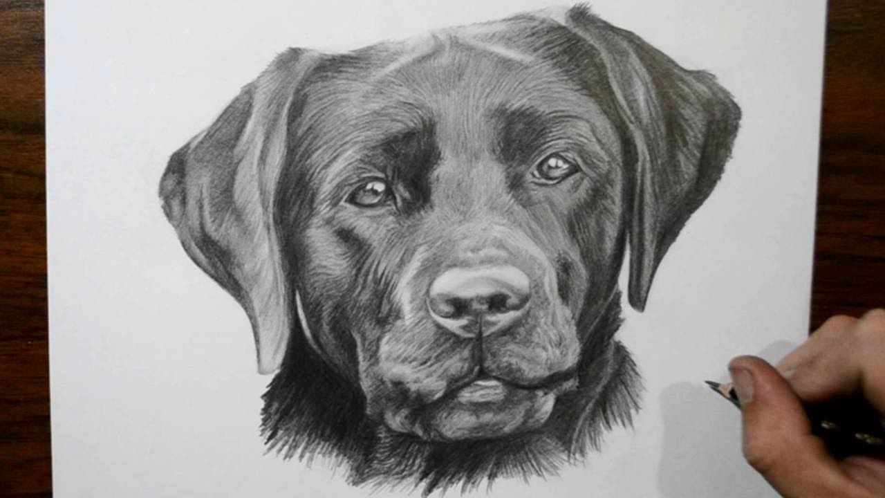 How To Draw A Labrador Retriever Puppy - Goldenacresdogs.com