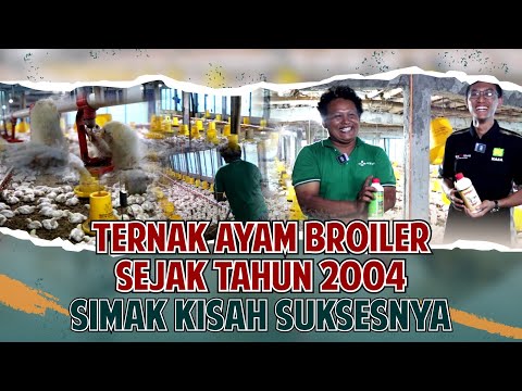 Sukses Ternak Ayam Broiler Teknologi Nasa di Blora
