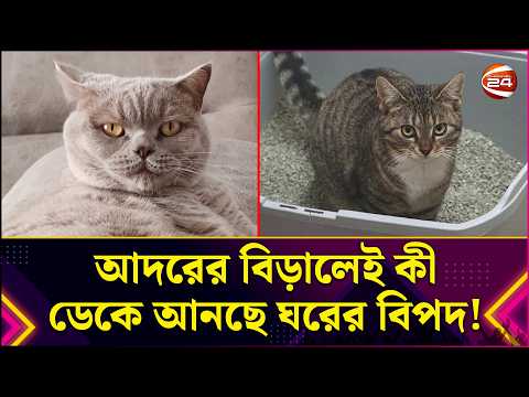 পোষা বিড়ালের শরীরে ভ/য়ং/কর পরজীবী, সংক্রমিত হতে পারেন আপনিও! | Cat | Hygiene | Health Tips|Channel24