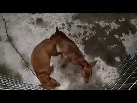 Video Phối Giống Chó Phốc Hươu Ngày 24 Tháng 9 Năm 2022 - youtube