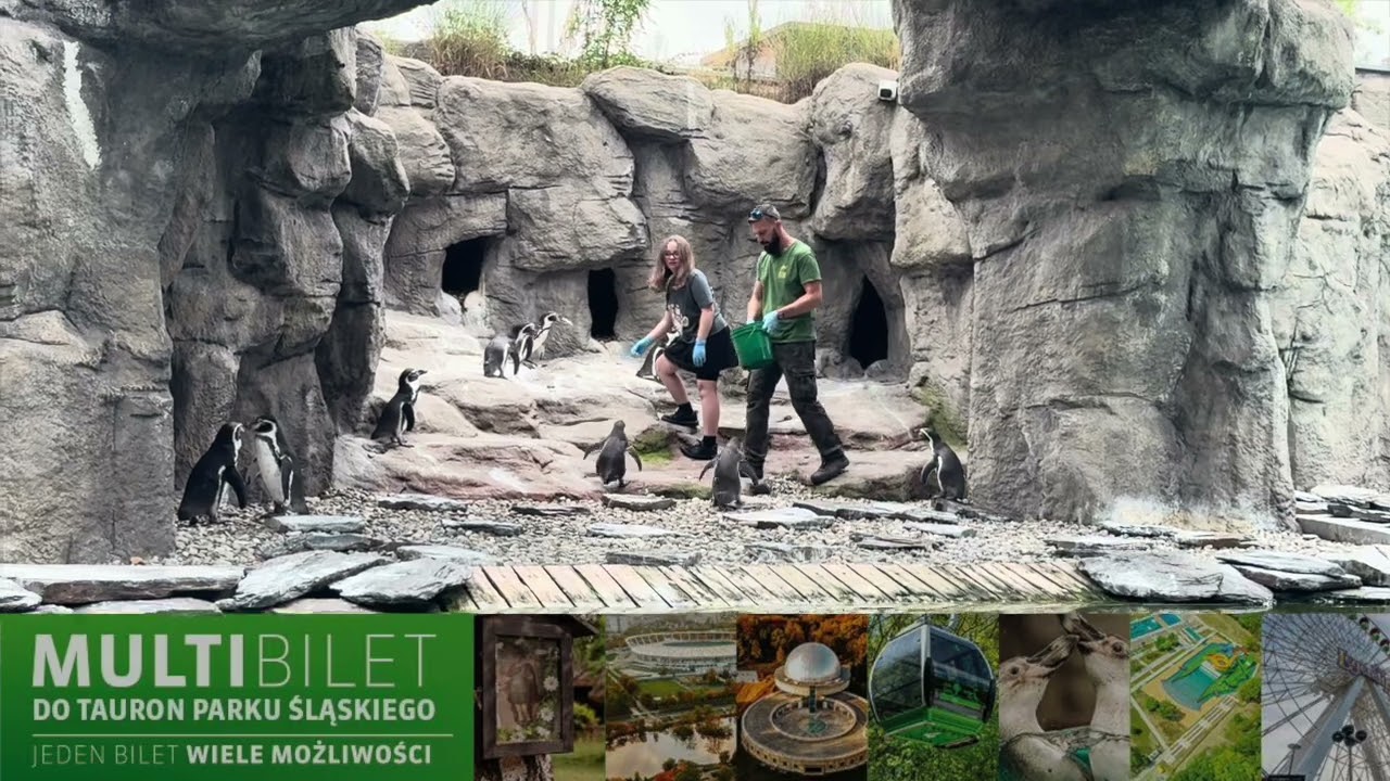 Jak ZOO rozpoznaje PINGWINY? I dlaczego to zmarzluchy? 🥶🐧 | Śląskie dla młodych w perspektywie Sary