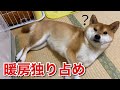 【柴犬】一緒に温まりたい飼い主に対して暖房を独り占めしたい寒がりな犬。