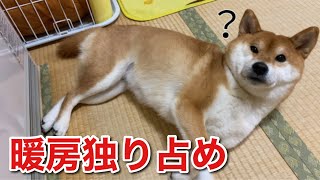 【柴犬】一緒に温まりたい飼い主に対して暖房を独り占めしたい寒がりな犬。