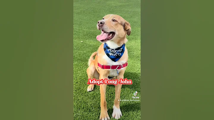 Long John | Catahoula Mix | 3 Years | Carlsbad Animal Shelter