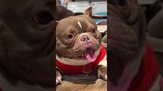 世界上不能没有可爱小狗🐶#dogshorts #dog #bulldog #cute #pets #funny