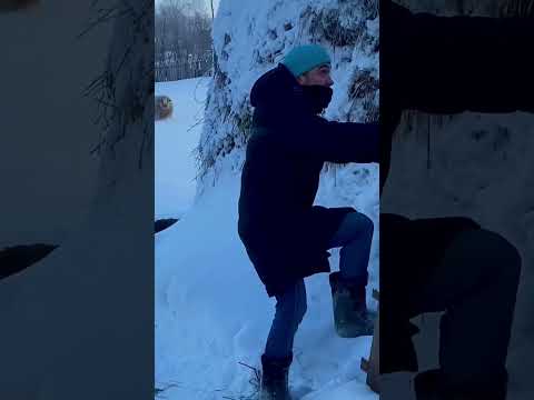 Воинственный баран в