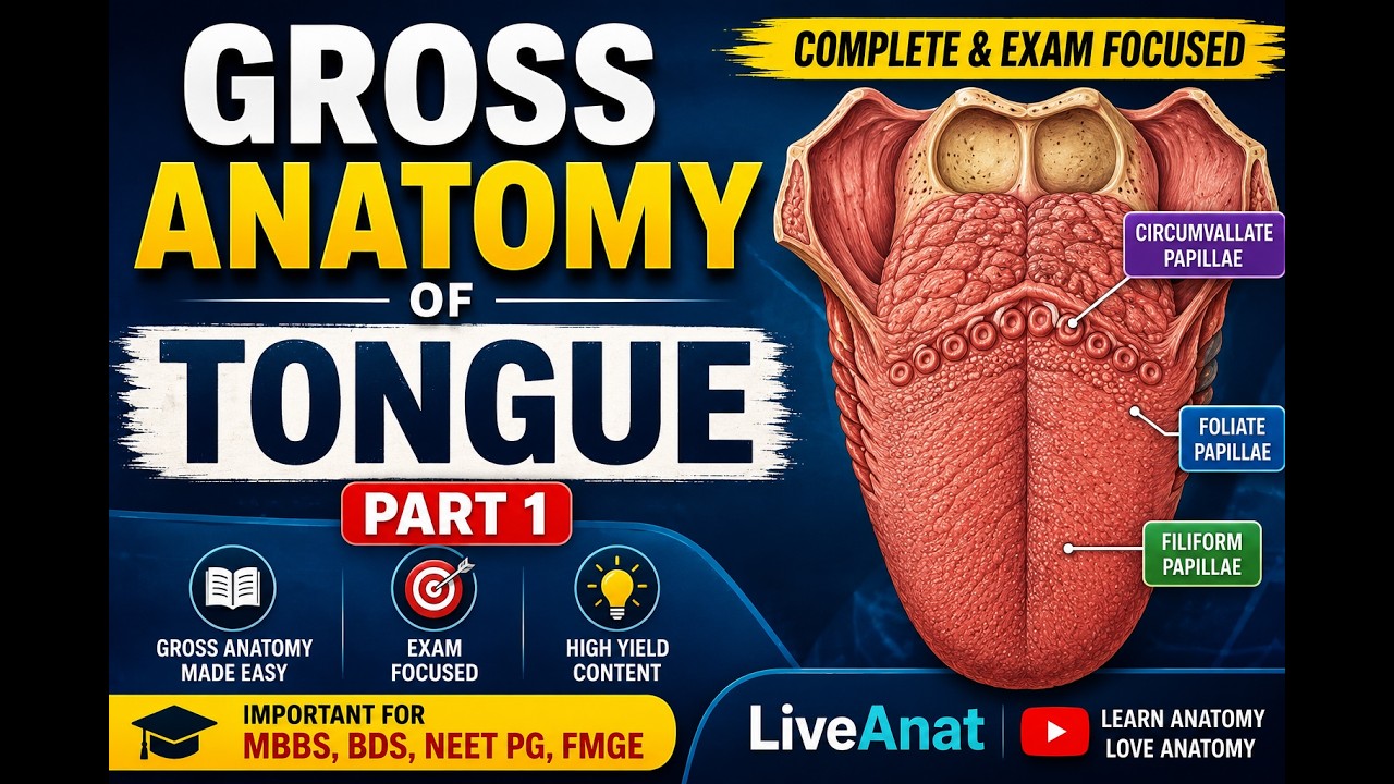 The Tongue (Part1):Gross Anatomy
