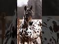 POV: You Finally Ride a Rare Appaloosa Horse 🐎✨ #shortvideo