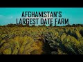 Exploring the largest date farm in afghanistan   jalalabad city