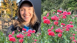 Direct Sowing Poppies, Forcing Lilacs & Tulips to Bloom Inside, Hardening Off Ranunculus