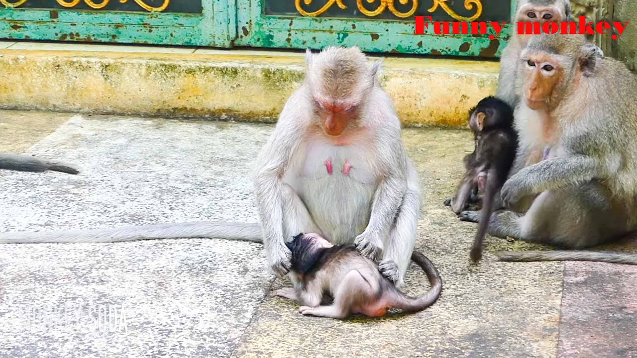 Billion pity blind baby monkey Vigo living in painful of deep injury