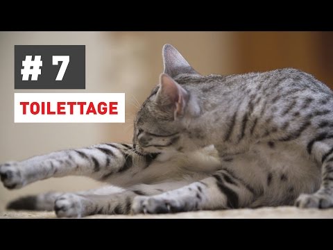 comment-toiletter-mon-chat-?