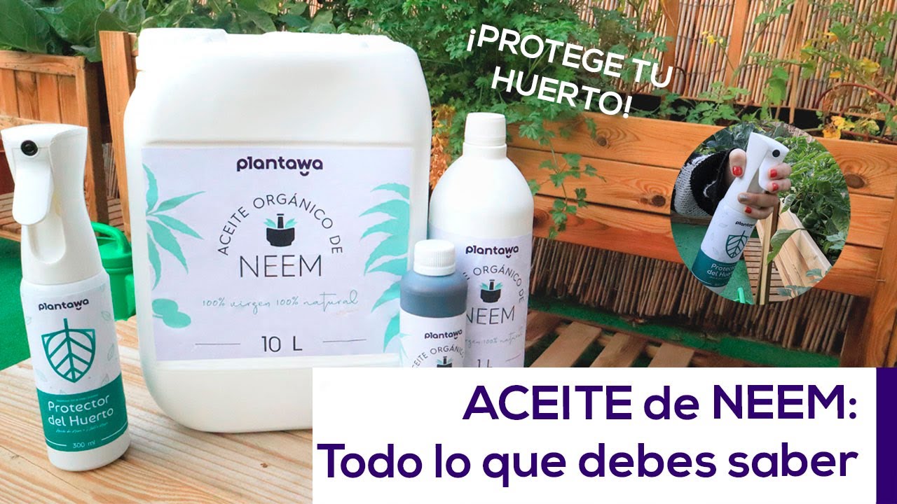 Qué es el ACEITE DE NEEM (nim)? Qué lleva, qué hace y cómo se usa