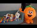 Dogs get ball pit surprise from giant orange funny dogs maymo  potpie