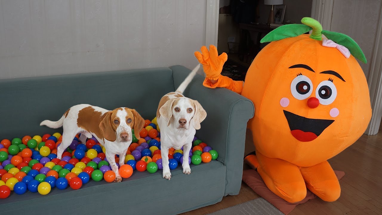 Dogs Get Ball Pit Surprise from Giant Orange! Funny Dogs Maymo & Potpie cachorros rottweiler