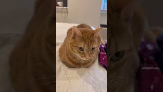 Perfect morning loaf #loaf #catloaf #loafcheck