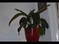 Giant Peace Lily timelapse after watering