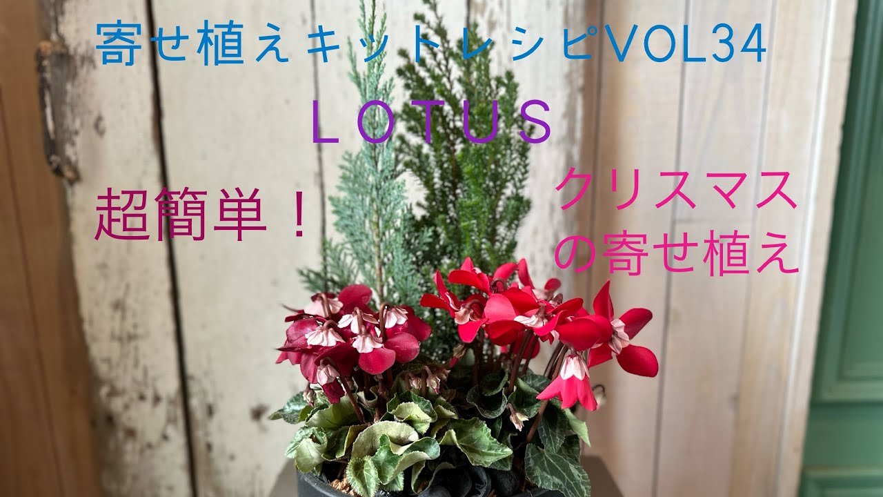 シクラメンのクリスマスの寄せ植え 寄せ植えキットレシピ VOL34 - YouTube