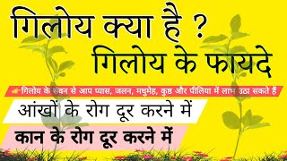 गिलोय क्या है?गिलोय के फायदे || आयुर्वेद भारत चिकित्सा|| क्या आपको पता है गिलोय के फायदे#a2zstories