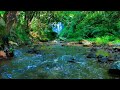 Tranquil Forest Creek &amp; Melodic Birds, Soothing ASMR