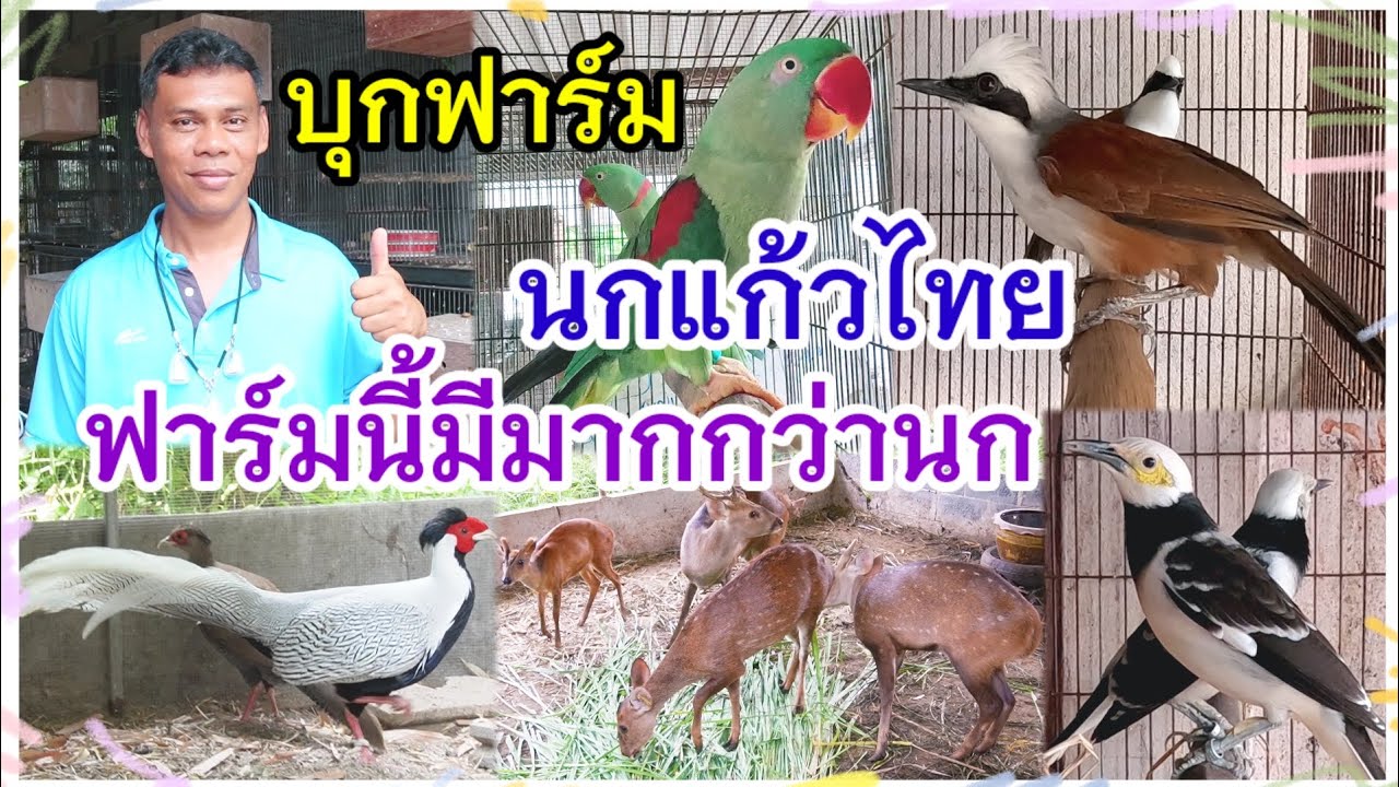 1.7 แสนวิว !! บุกฟาร์ม นกแก้วไทย พร้อมอัปเดตราคา ฟาร์มนี้มีมากกว่านก หนองจอก มินิฟาร์ม