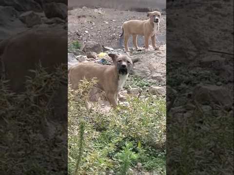 صوت نباح الكلاب الصغيرة الشرسة   