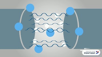 Zebrafish Spinal Cord Regeneration Mechanism