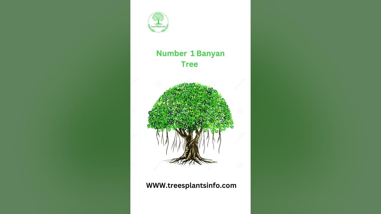 top-5-oxygen-trees-name-in-india-top-4-most-oxygen-plants-and-trees