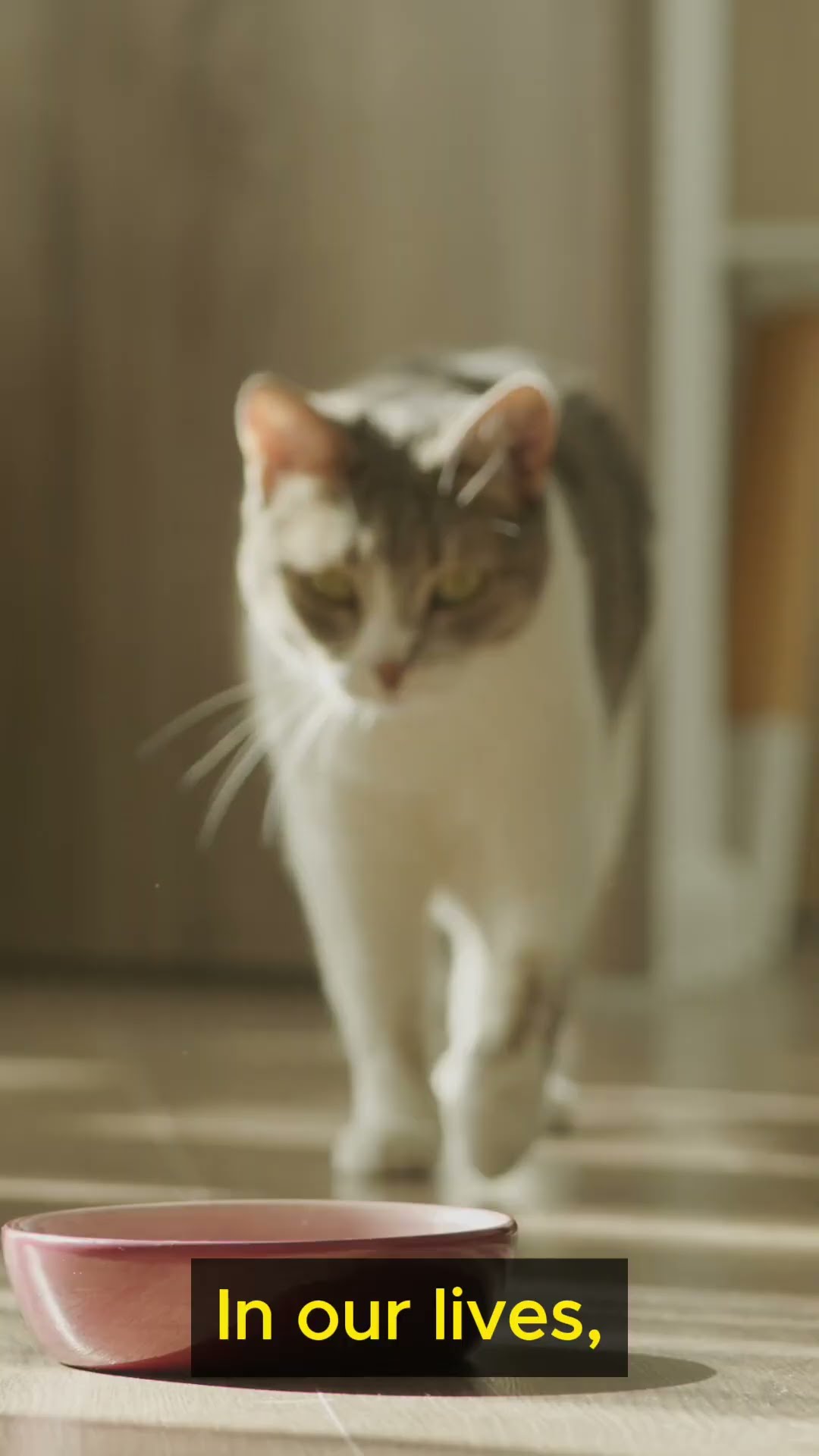 Life Lessons from Cats   Part 2  #shorts #lifelessons #buildingconfidence #catwisdom #curiosity