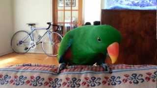 Ernie the Eclectus  Can't Touch This