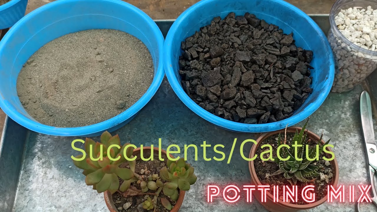 Making Succulent Soil at Home | Best Succulents/Cactus Potting Mix With ...