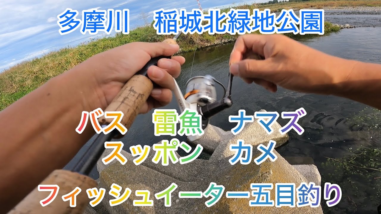 多摩川稲城北緑地公園　バス、雷魚、ナマズ、スッポン、カメの五目釣り#多摩川 #バス釣り#小物釣り#釣り#稲城北緑地公園#ラージマウスバス