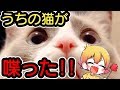 【ご報告】うちの猫メッチャかわいい、、、【Ｐ丸様。】【ねこ cat】