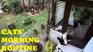 Cats Waiting For Breakfast (Morning Routine)