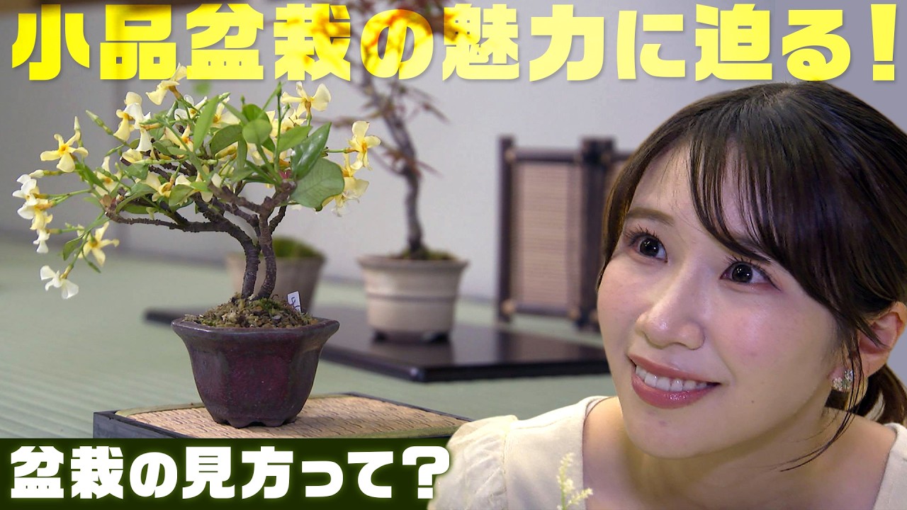 手のひらサイズに広がる景色 小品盆栽展で出会う、一鉢ごとのこだわり