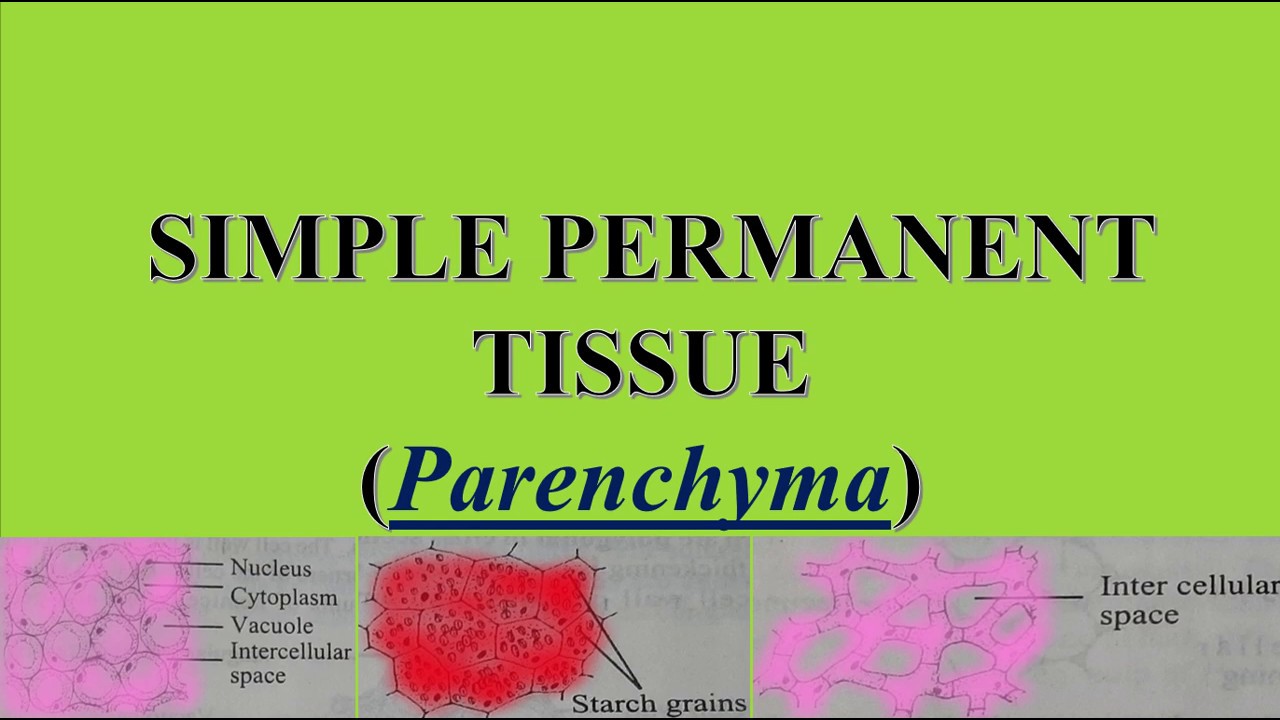 Parenchyma and its types (Simple permanent tissue)