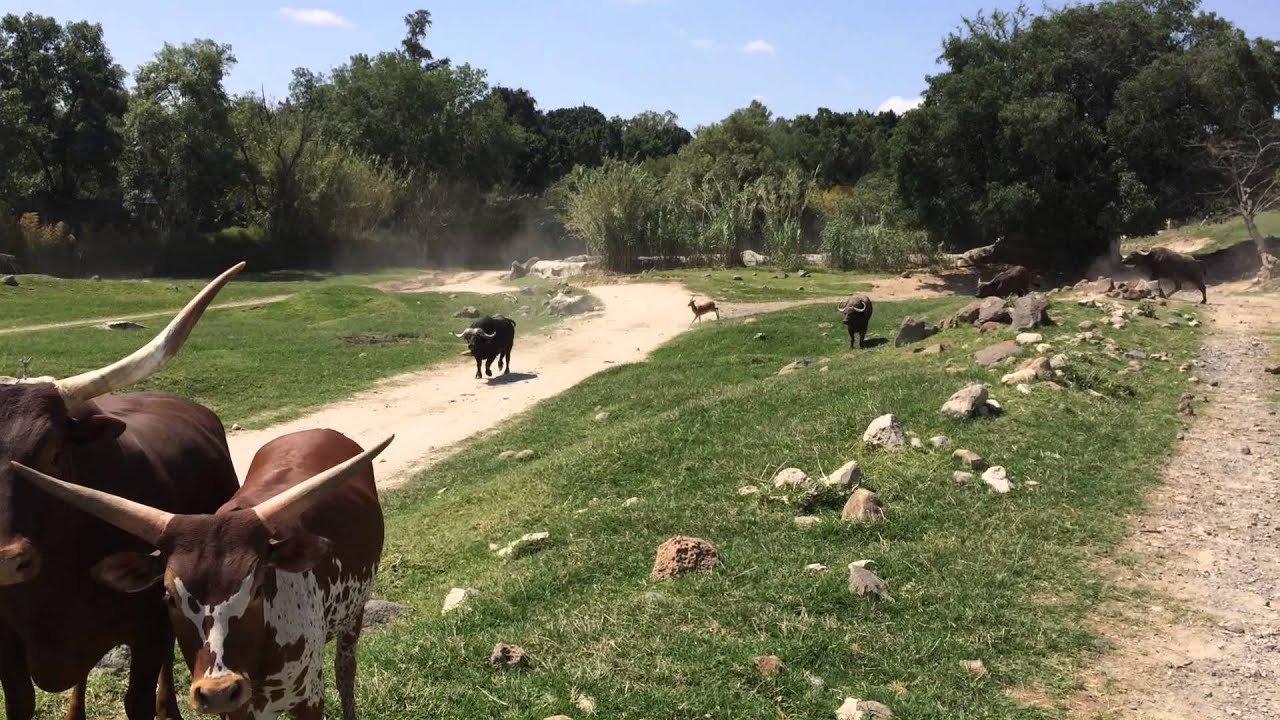 safari masai mara zoologico guadalajara