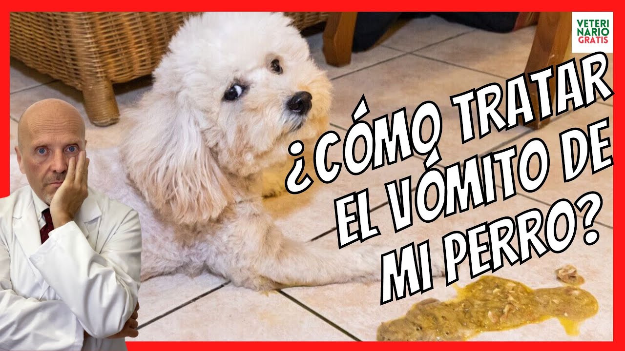 TRATAR EL VÓMITO DE MI PERRO? 🔴¿QUÉ HACER CUANDO UN PERRO VOMITA TRATAR EL VÓMITO DE MI PERRO? 🔴¿QUÉ HACER CUANDO UN PERRO VOMITA