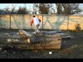 Oleg Tartachnyk free run , parkour , tricking