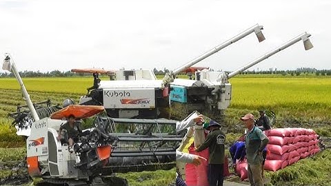 ba máy cắt không cần người hứng cắt lúa mùa mưa bão giá lúa 7200₫K tập#maibangtv