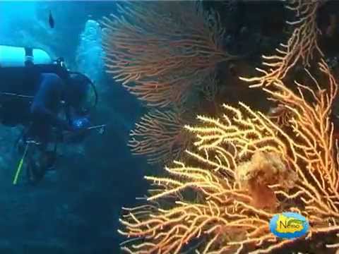 Nemo sotto il mare di Ischia