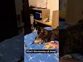 Hilarious chaos ensues #cats #cutecats #funny #shorts