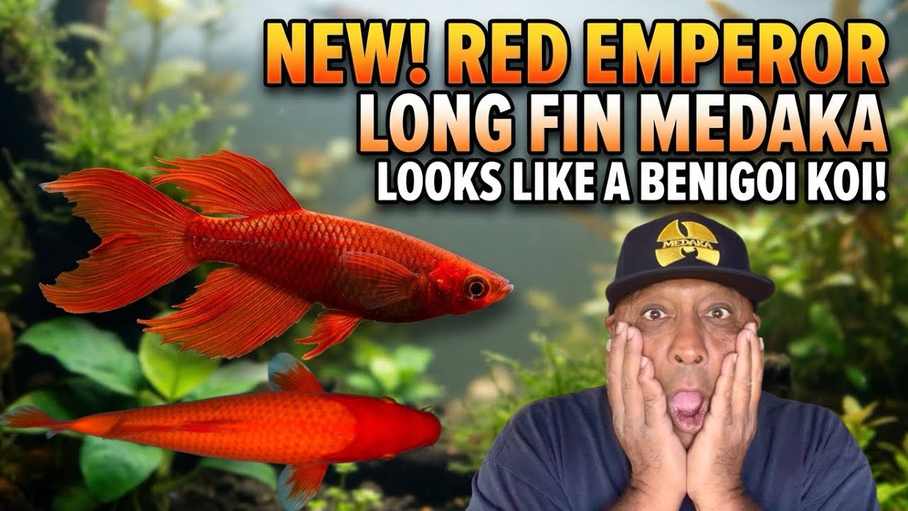 Unboxing My New RED EMPEROR Longfin Medaka Rice Fish!