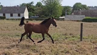 Vidéo LOT 244 PISTARVA D'URVILLE - Ventes de Trotteurs de Caen - 9 septembre 2026