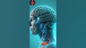 Inside the Brain: A 3D Journey Through Thoughts, Emotions & Memory